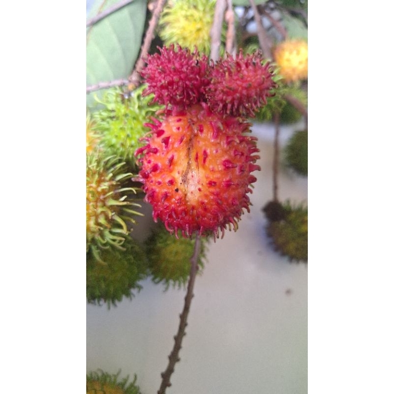 

Buah Rambutan