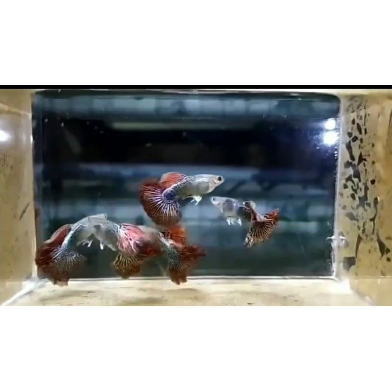 

pakking kardus guppy red drgon