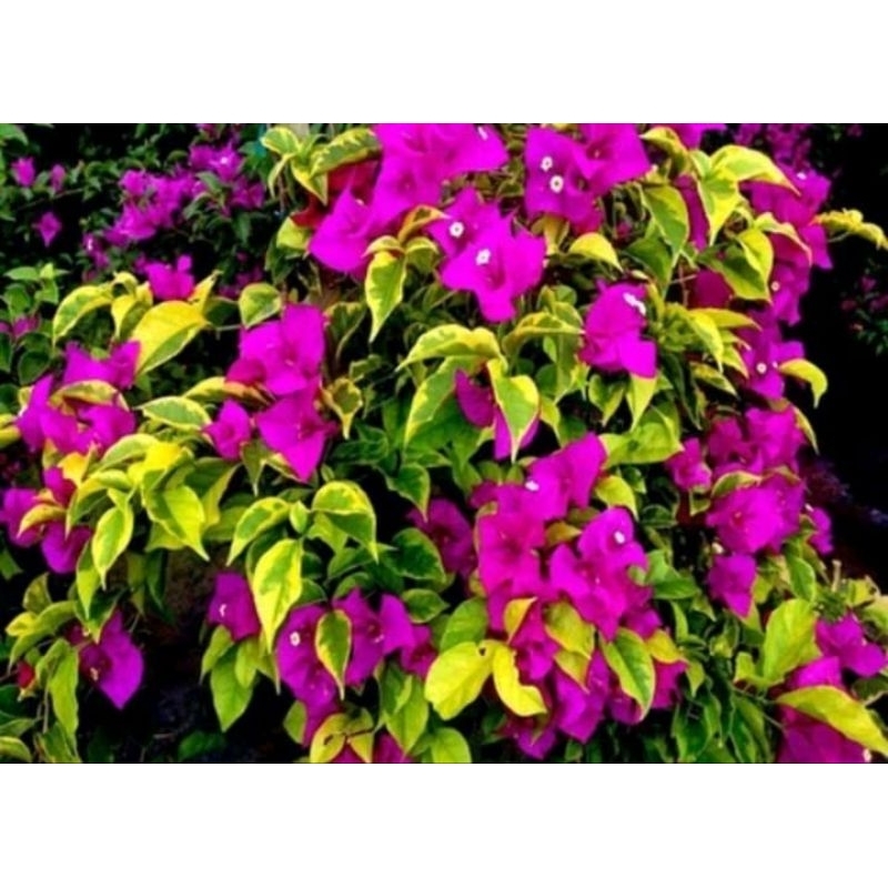 Bougenville kuning varigata Bunga Ungu