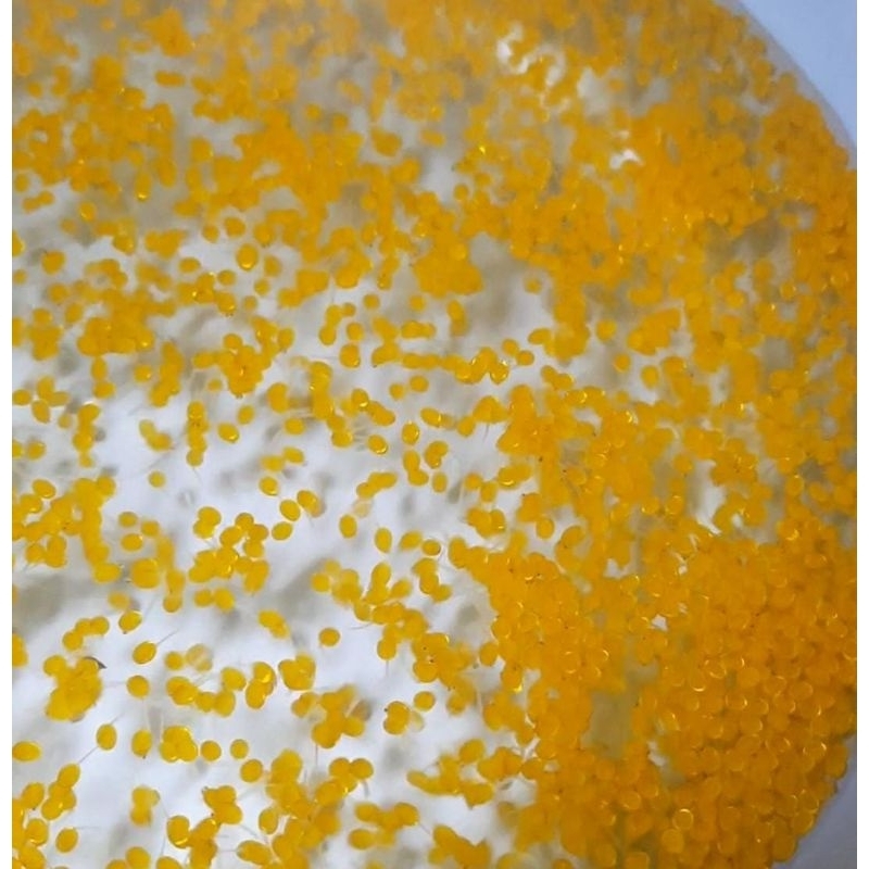 

telur gurameh 1000 + 50 butir