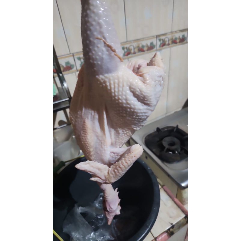 

Promo Ayam merah ±1.3 kilo gram