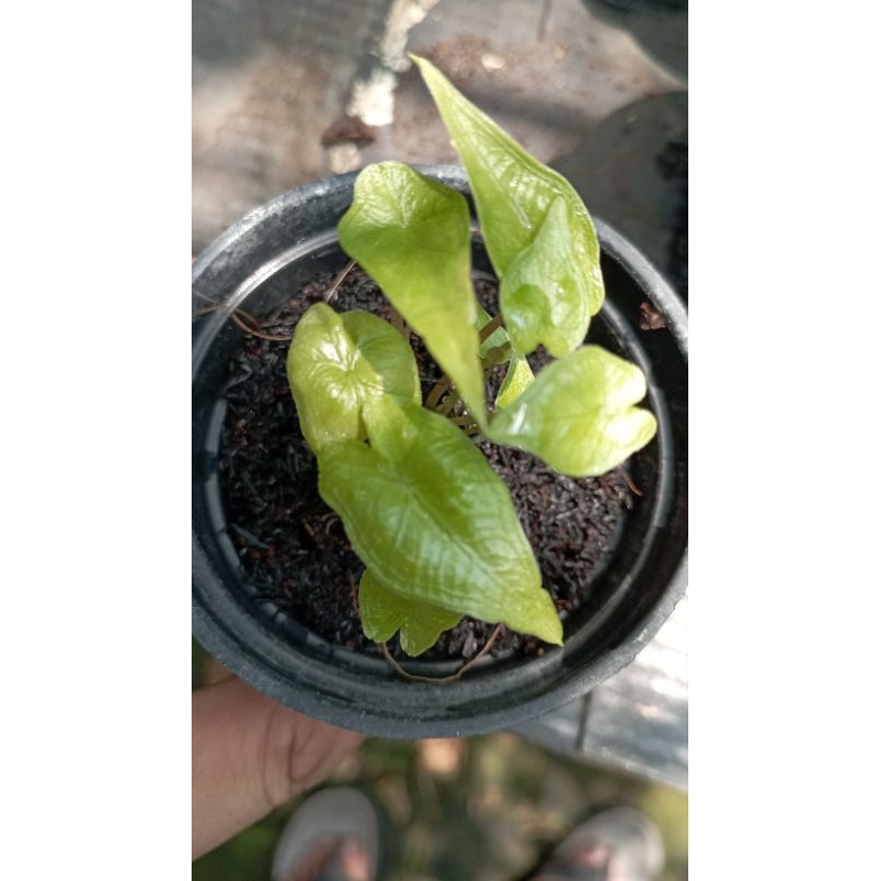 alocasia paket pesanan