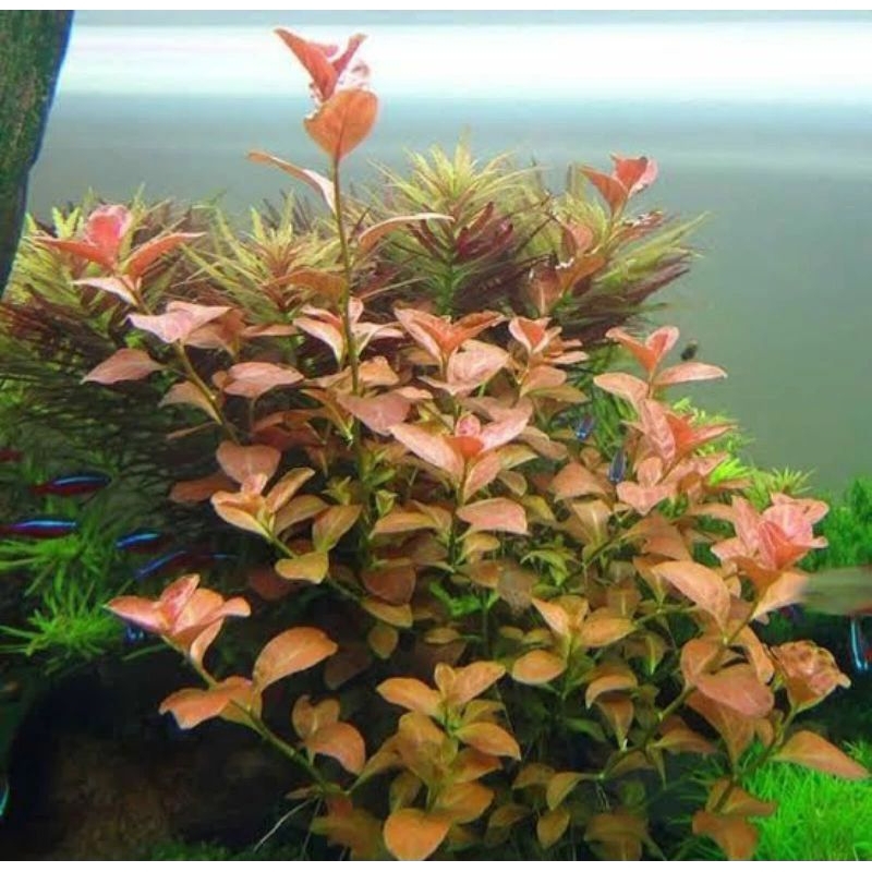 ludwigia repens
