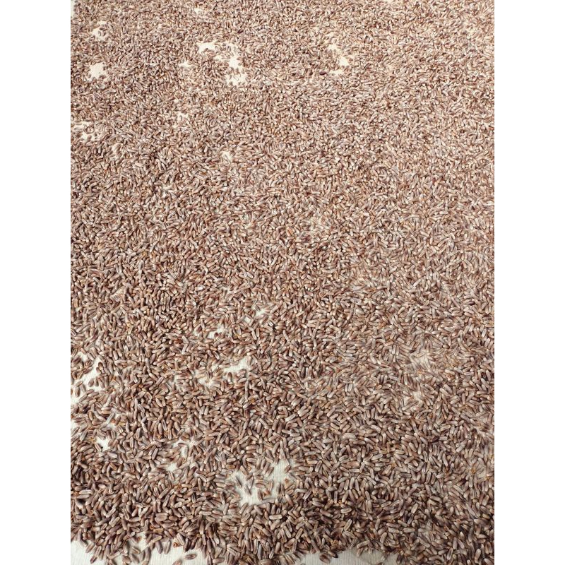 

Biji Kurma kering 10kg