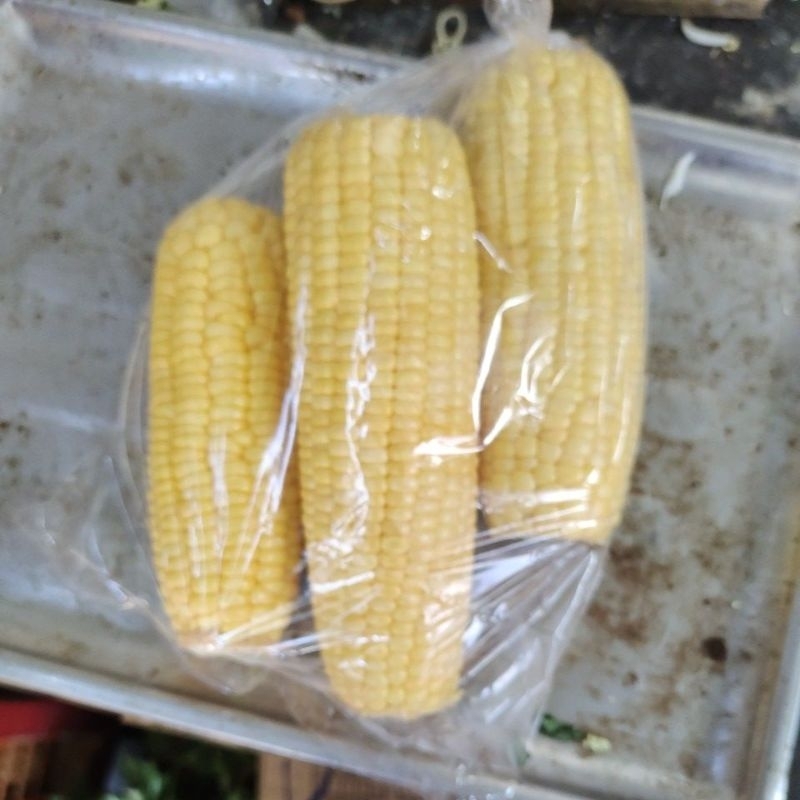 

jagung manis perpak