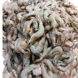 udang segar