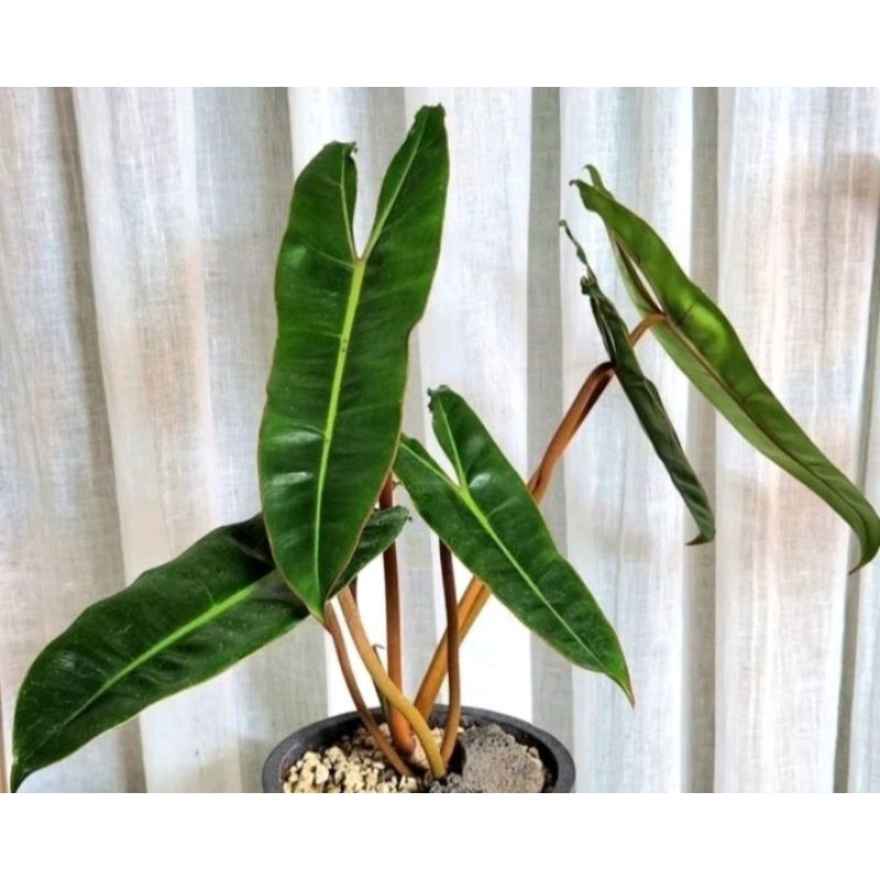 Tanaman hias philodendron bilitiae kabel busi - Philodendron kabel busi original