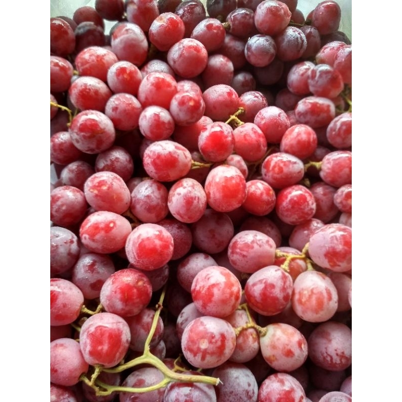 

anggur Australia 500gr