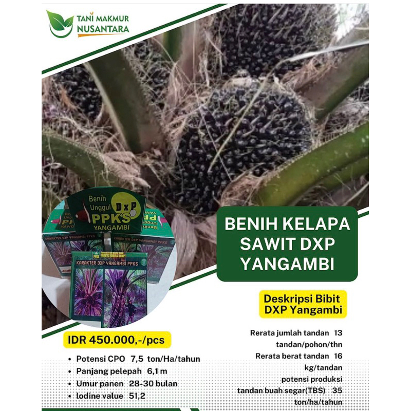benih sawit ppks DxP Yangambi