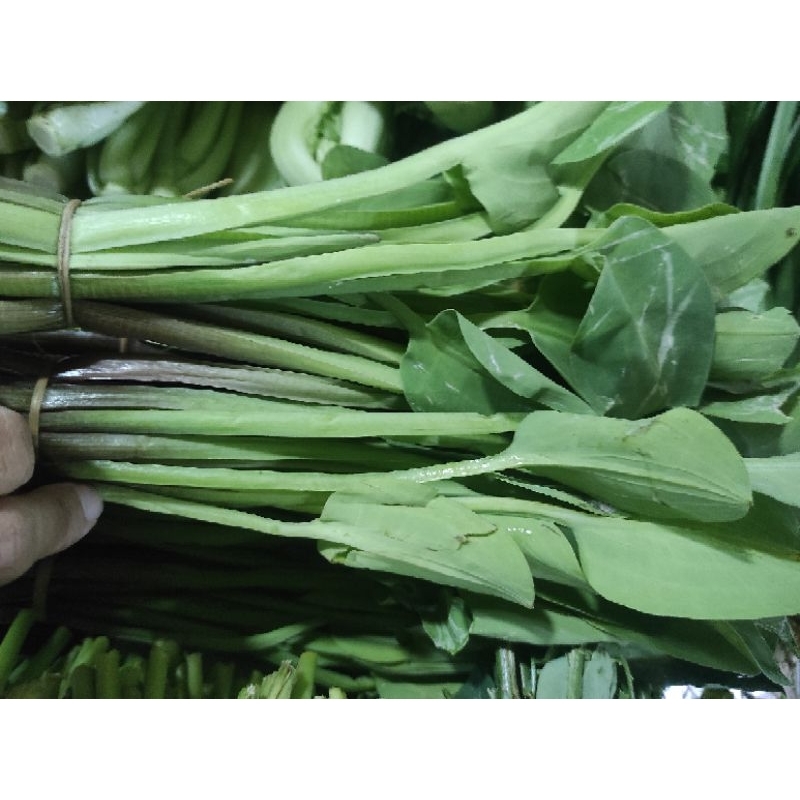 

SAYUR DAUN GENJER PER 3 IKAT / JAMIN SEGAR