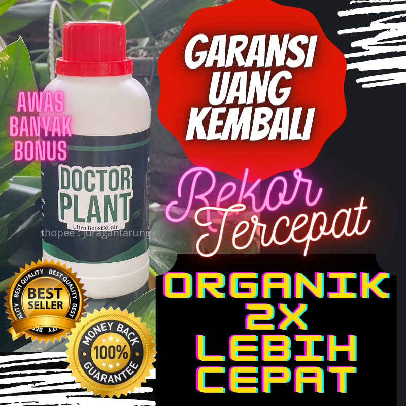 Pupuk Anggur Cepat Berbuah, Pupuk Anggur Masa Pertumbuhan,Pupuk Anggur Vegetatif,Pupuk Anggur Berbua