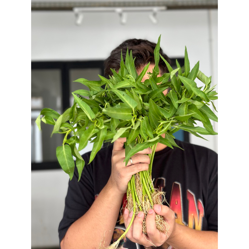 

Kangkung Organik 250 Gram | Sayur Organik