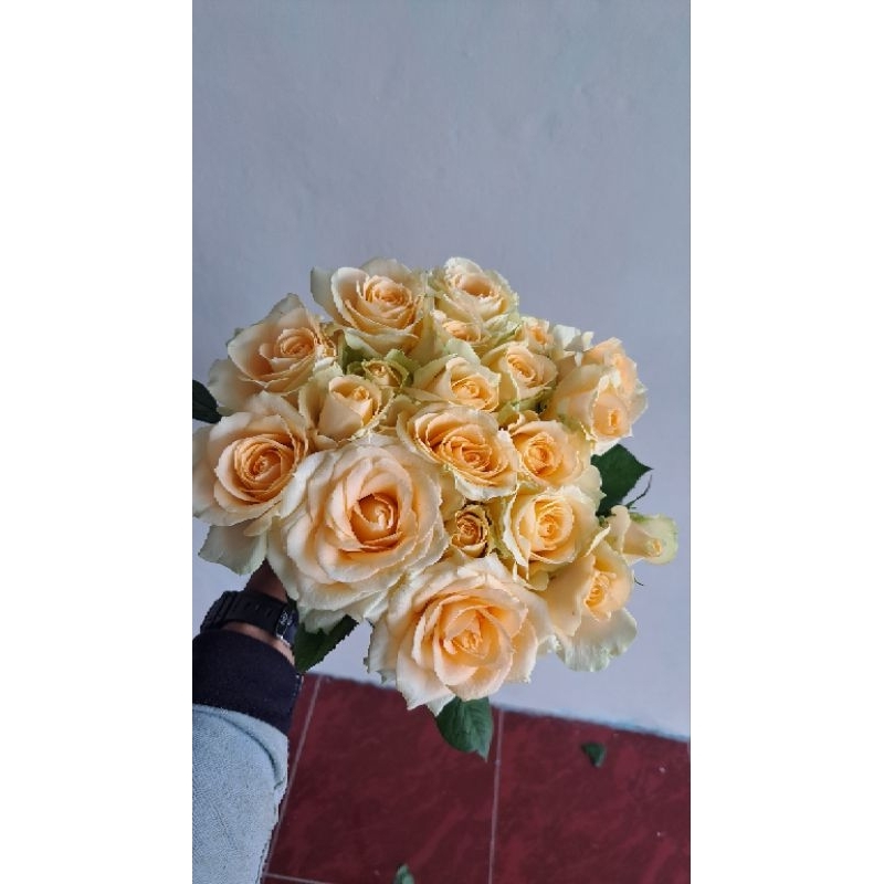 Bunga Mawar Potong Salem ( Holland )