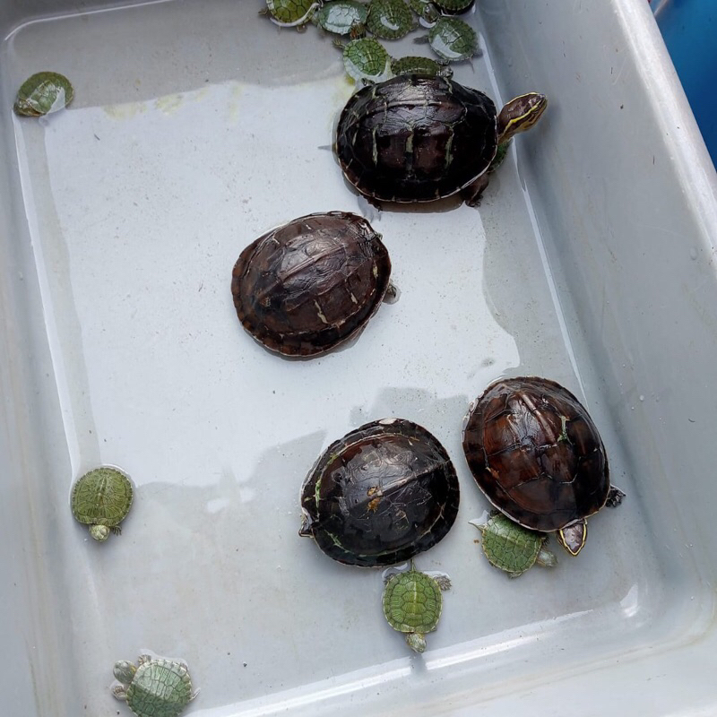 kura kura ambon batok