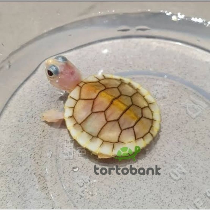 KURA AIR RES CARAMEL PINK ALBINO TURTLE - KURA BRAZIL RES CARAMEL TURTLE - BUKAN RESBINO BUKAN RES A