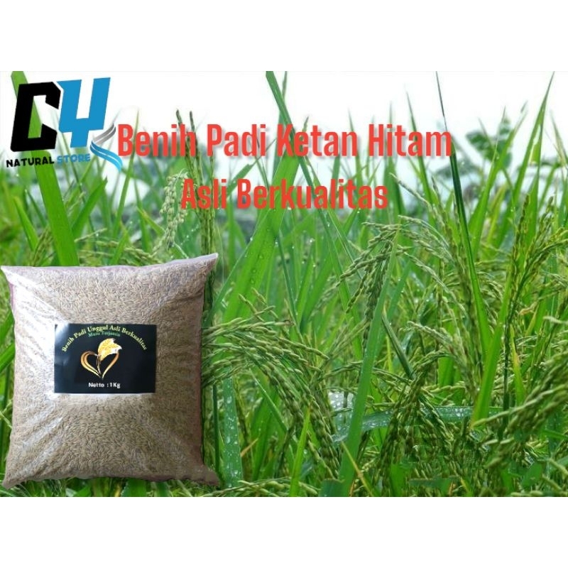 

PADI KETAN HITAM 1 KG KUALITAS SUPER UNGGUL