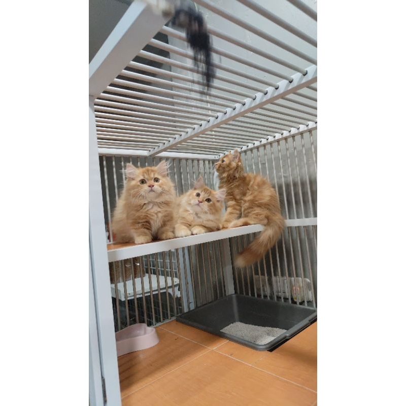 kucing kitten ras persia redtabby