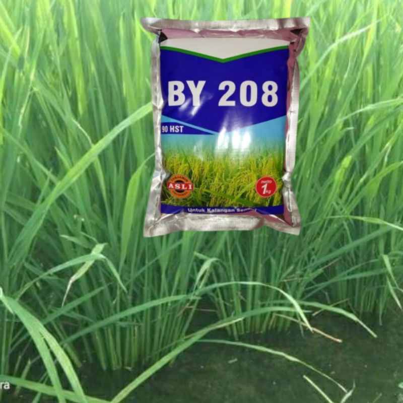 Benih Padi BY 208