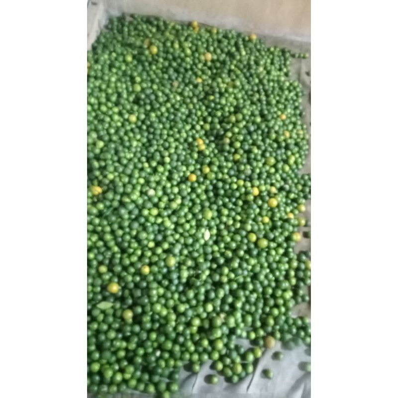 

jeruk Sunkist/kasturi/kunci