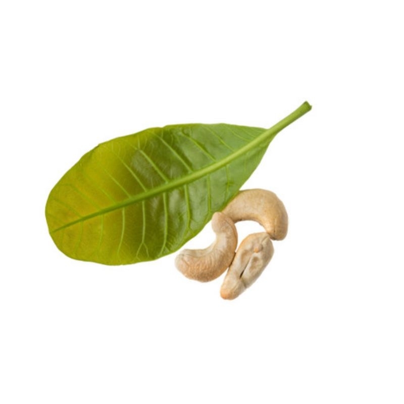 

Daun jambu mede/mete segar 1 kg