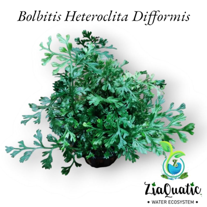 Tanaman Paludarium Terrarium Vivarium - Bolbitis Heteroclita Difformis