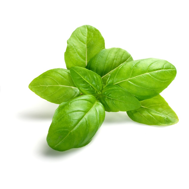 

HERB BASIL 1 DUS/KOTAK ISI 5 PCS
