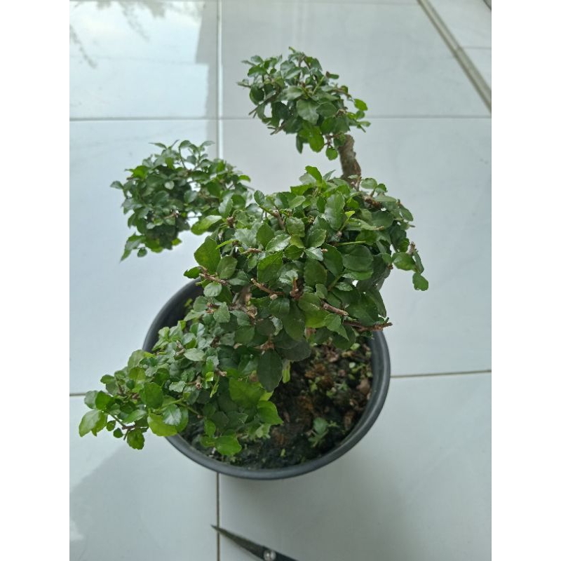 Bonsai Mini Serut