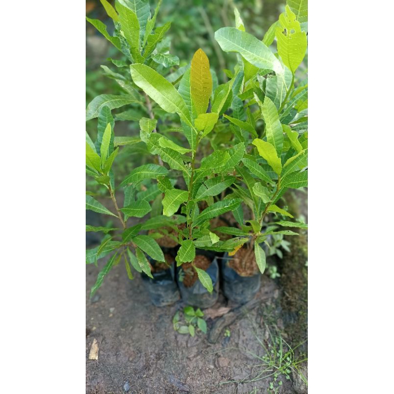 bibit jambu mete / jambu monyet