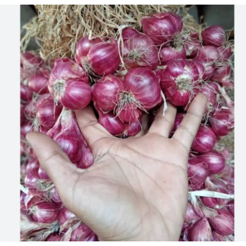 

bawang merah Probolinggo Jawa timur