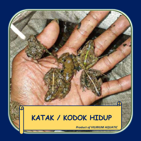 PAKAN IKAN HIAS - KATAK SAWAH / KODOK SAWAH (PAKAN ARWANA / LOUHAN / CHANNA / PREDATOR)