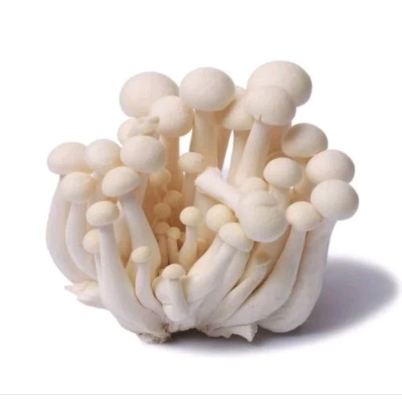 

JAMUR SHIMEJI PUTIH PER PACK / MUSHROOM / JAMIN SEGAR