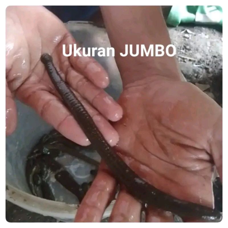 lintah hidup steril ukuran jumbo