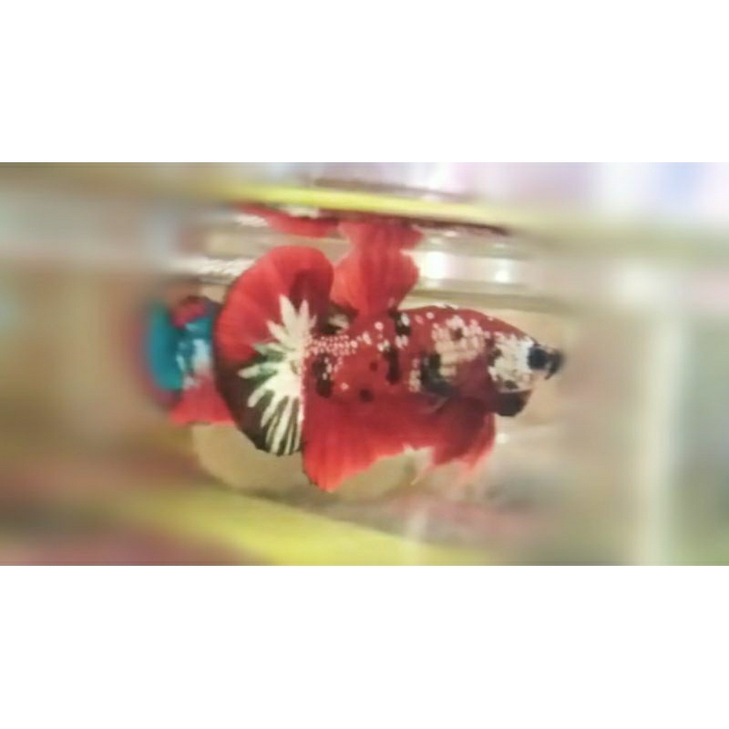 Red Koi Cooper