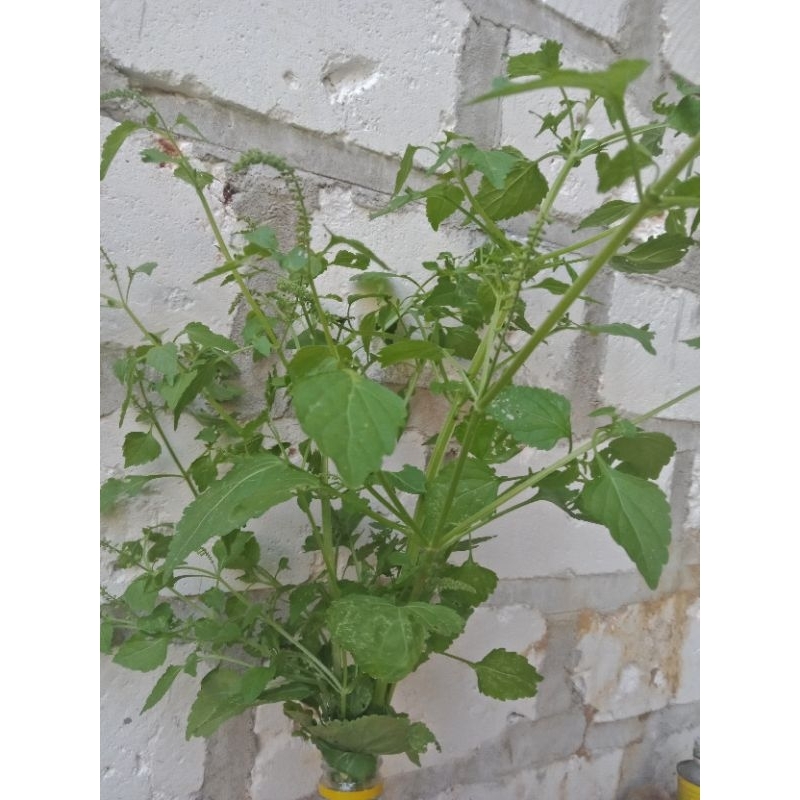 

daun sangket/sangketan 100g