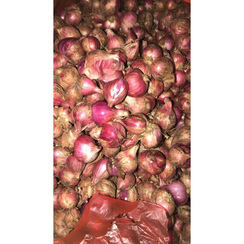 

RB Bawang Merah Brebes/Sleman 500gr Grade AB Bibit Tajuk