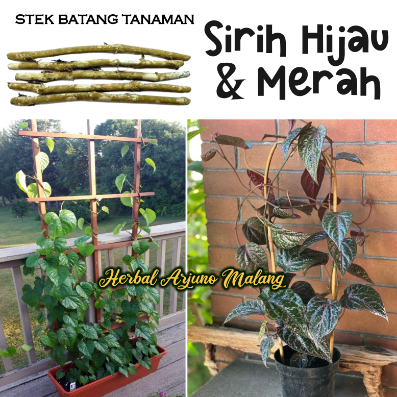 5pcs Stek Tanaman Herbal Sirih Hijau & Merah Obat Asma Sesak Nafas Paru-Paru Asam Lambung Radang Tes