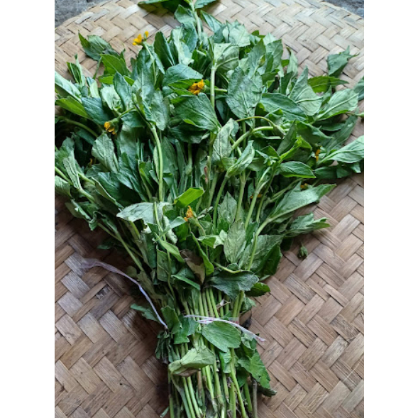 

Daun Seruni Segar / Daun Wedelia biflora di petik saat order masuk