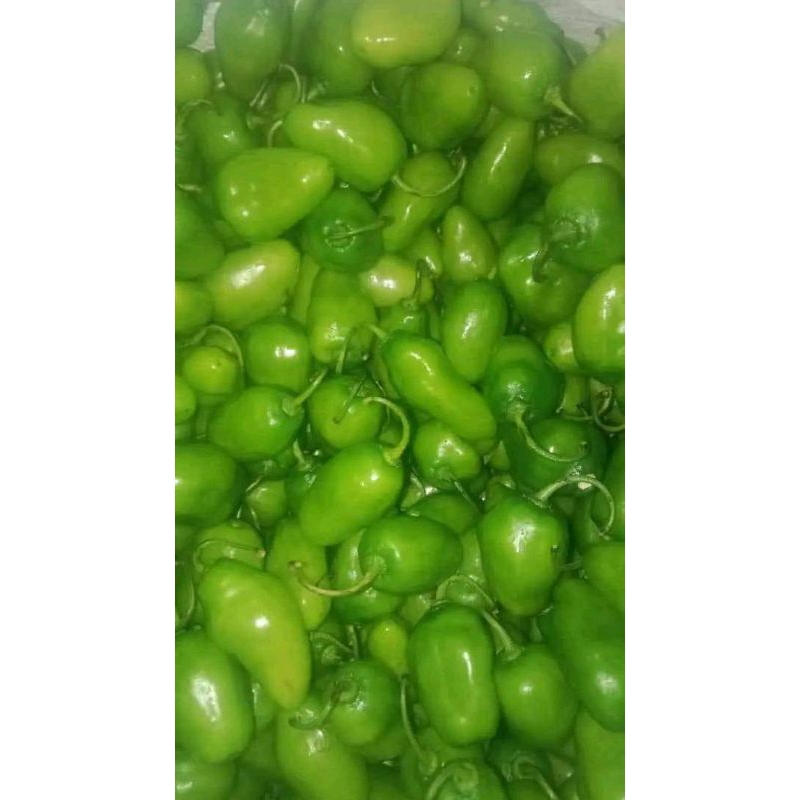

cabe gembor/gendut fresh