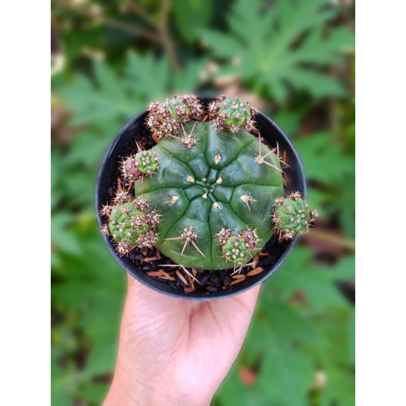 Kaktus Gymno Damsii Ungu/Damsii Purple