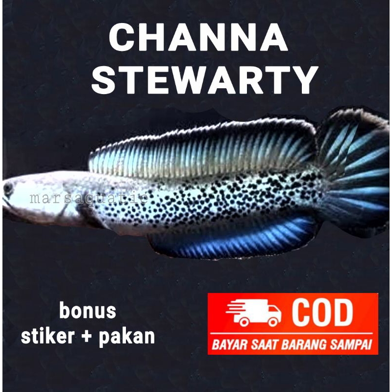 

channa stewarty kwalitas