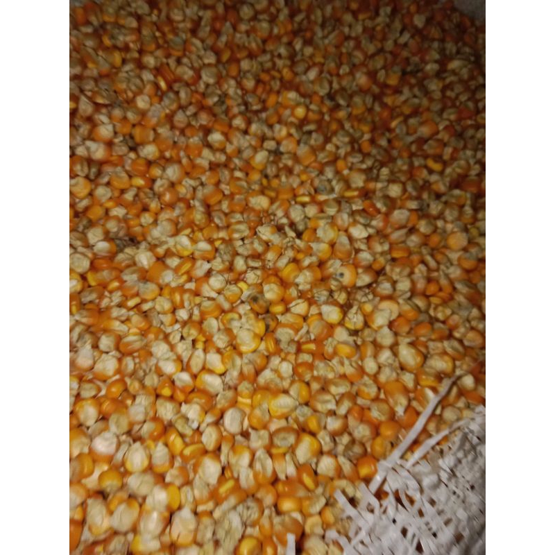 

Jagung