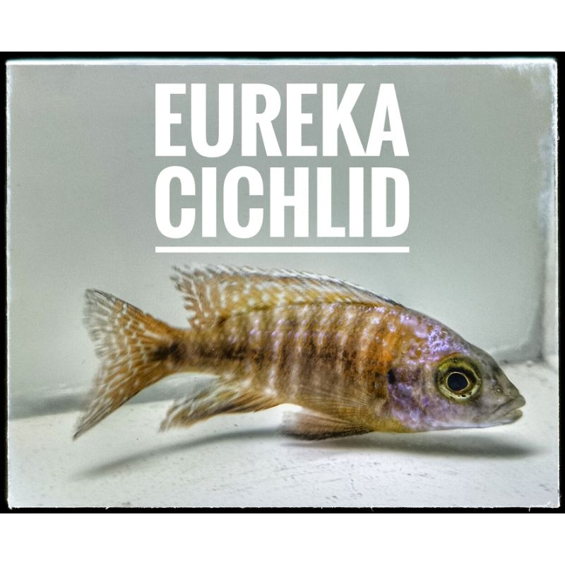 Eureka Cichlid 5-7cm