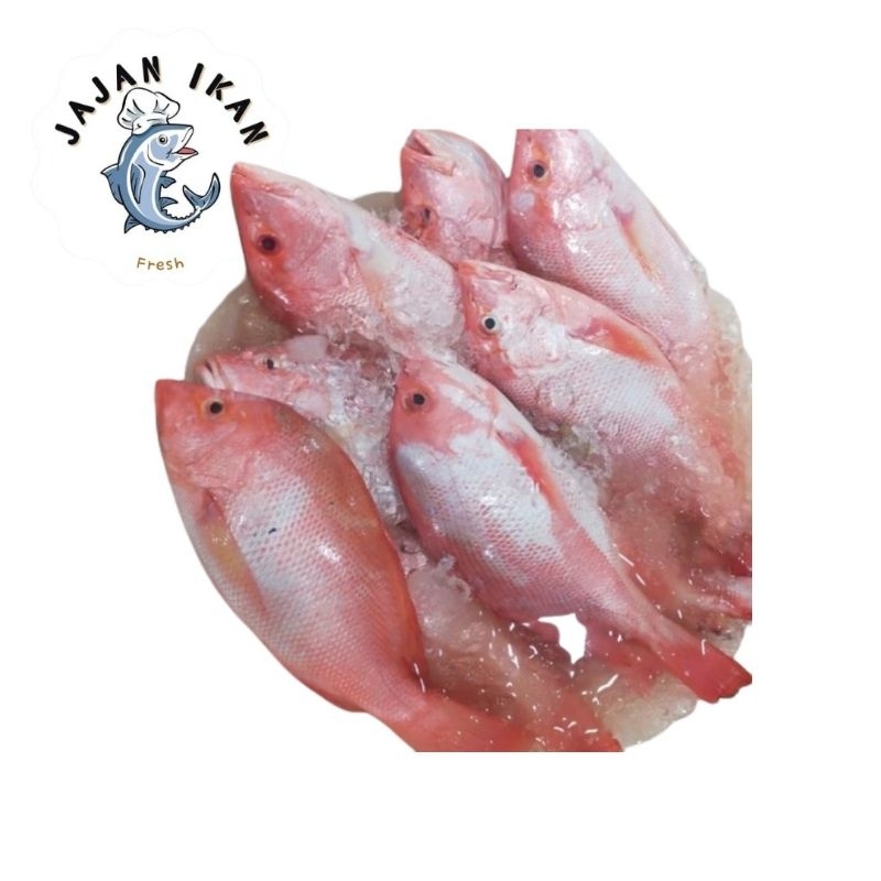 

Ikan Kakap Merah/ Kakap Merah Utuh Segar 1 KG