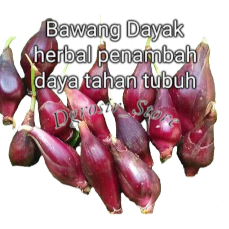

Bawang dayak 1kg paling Murah manfaat baca di deskripsiii