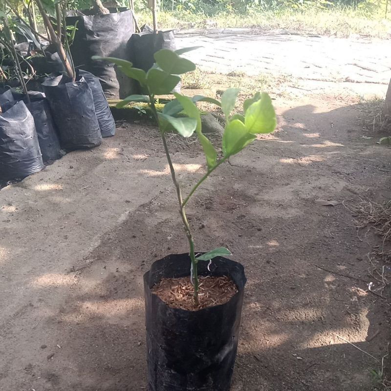 

pohon jeruk purut