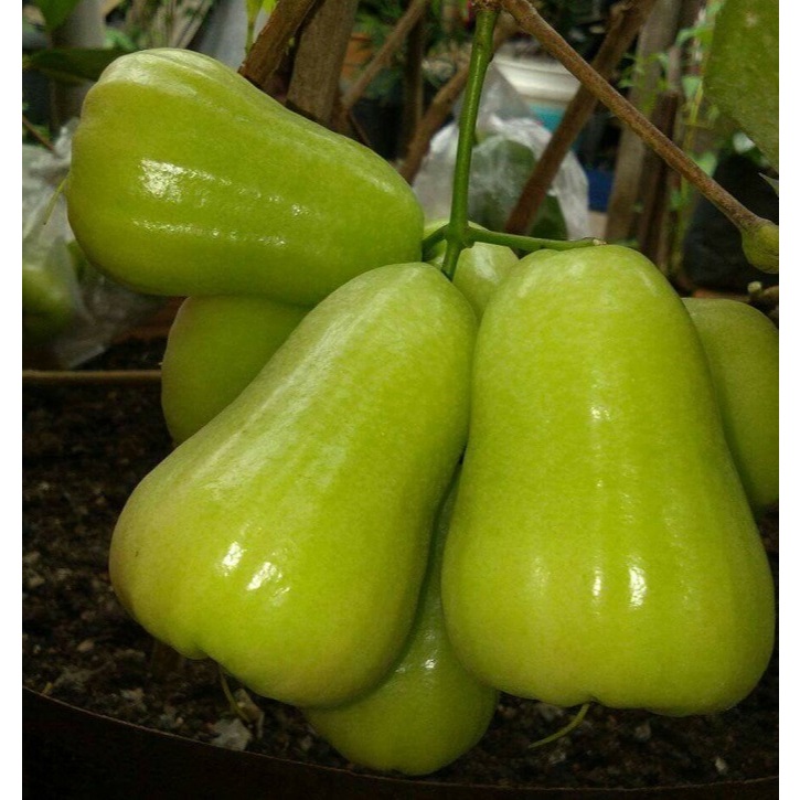 b. jambu air madu deli hijau