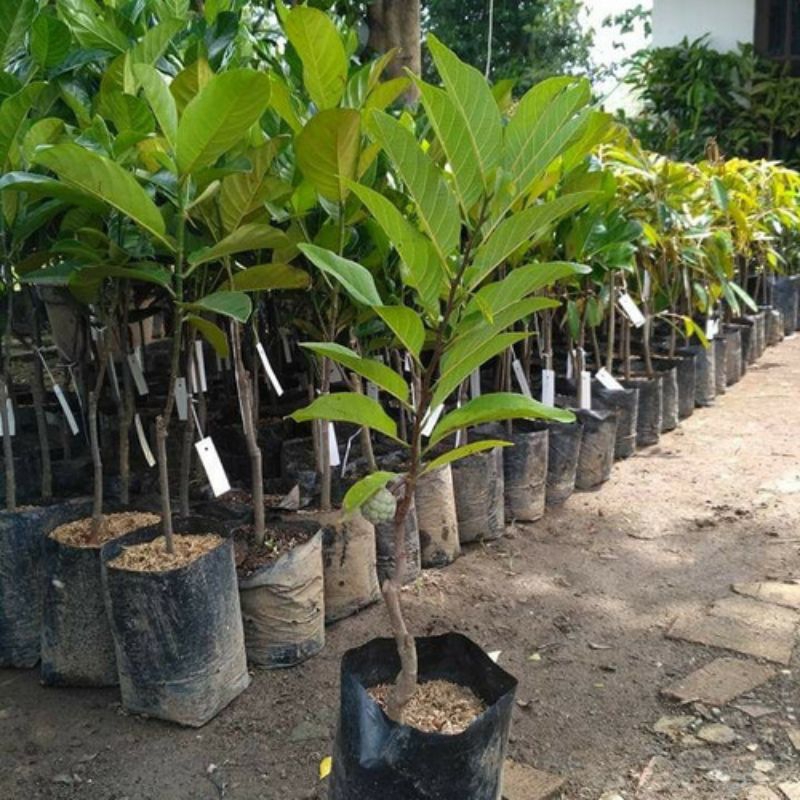 Bibit Tanaman Buah Srikaya Merah / Red Srikaya