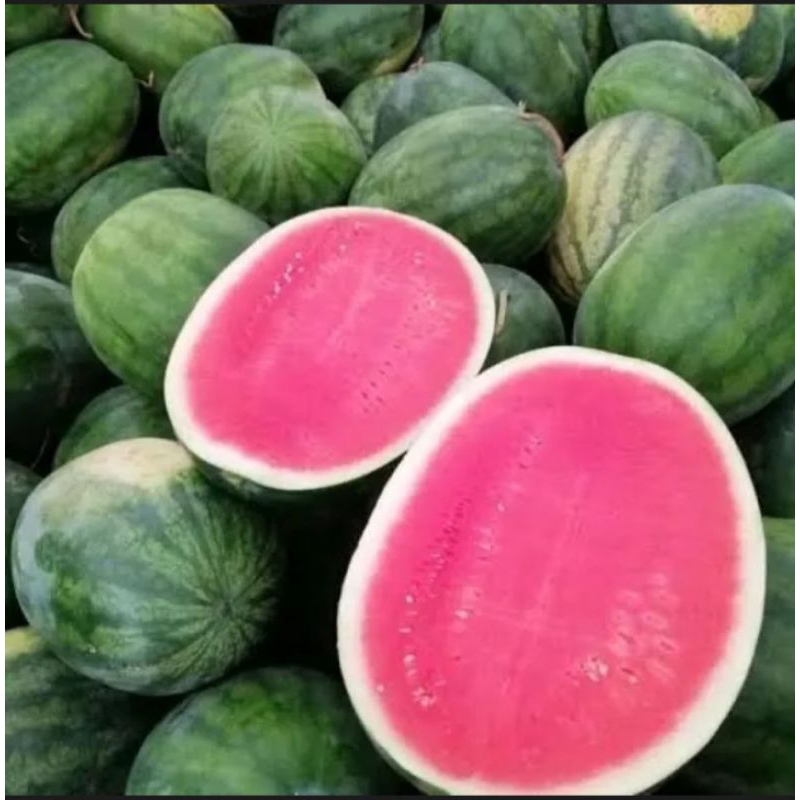 

PREMIUM!!! Semangka Merah Manis Non Biji
