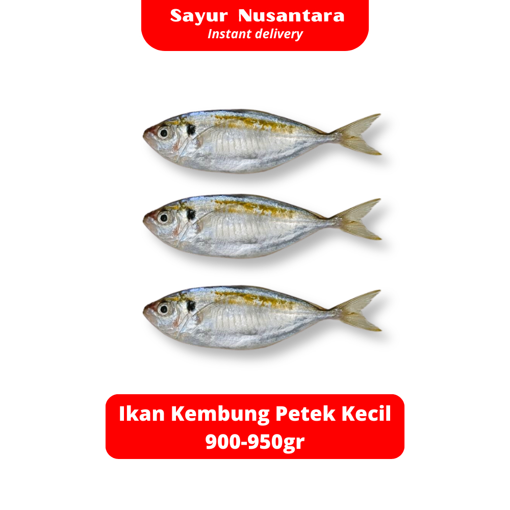 

Ikan Kembung Petek Kecil 900-950gr Fresh Frozen - Sayur Nusantara
