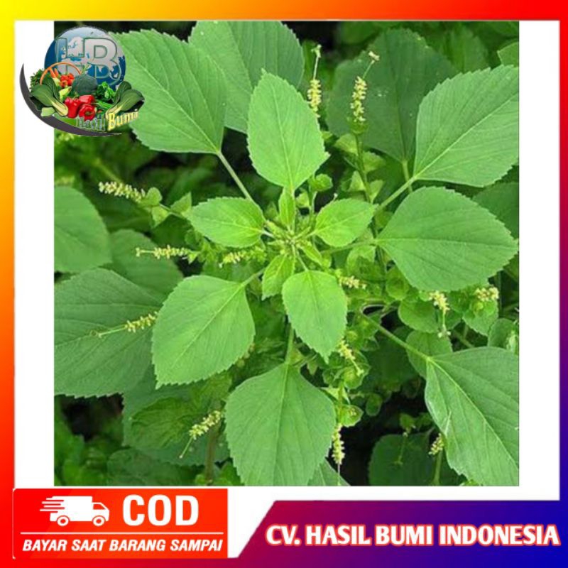 

Daun anting antingan segar 100gram di petik dadakan